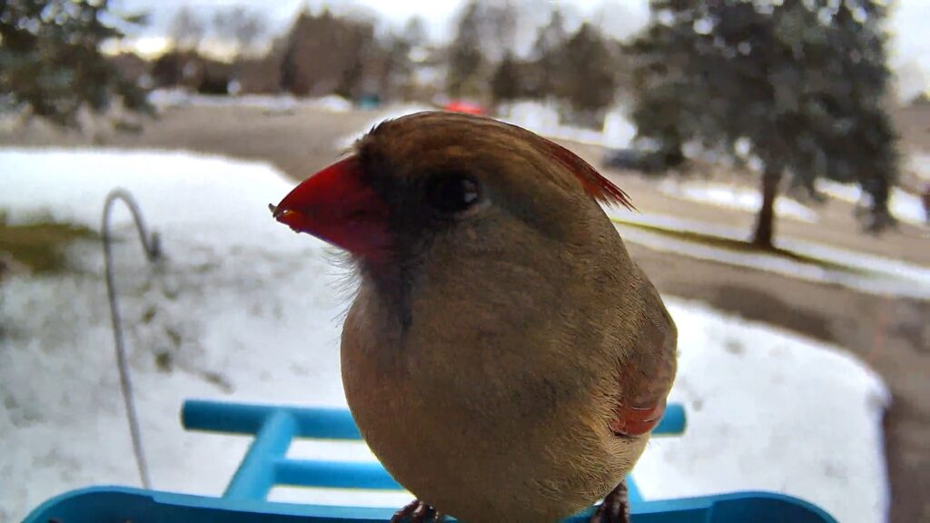 Photograph of a female northern cardinal. The cardinal has its head turned towards the left. In its beak is a small piece of a sunflower seed she has just eaten.